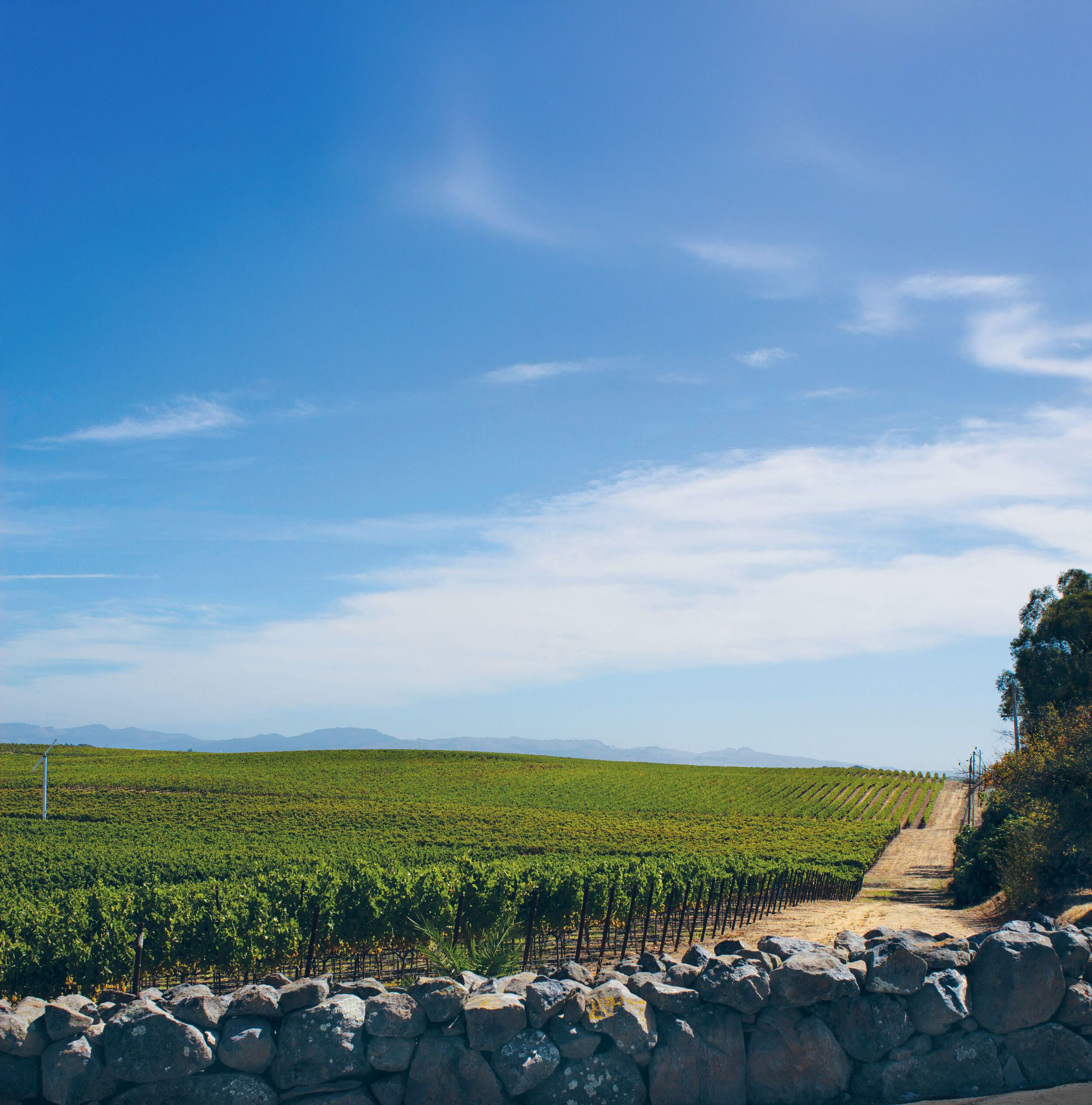 Sevens Bench vineyard